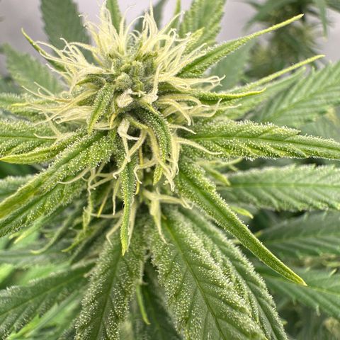 Runtz growlog timeline photo