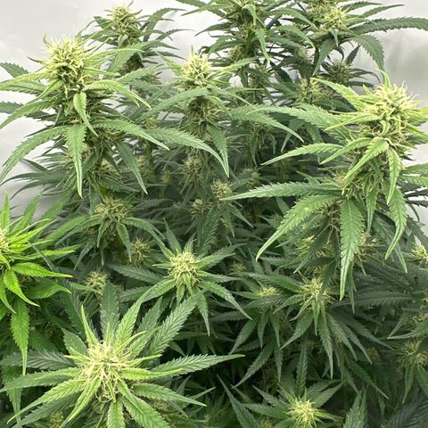 Runtz growlog timeline photo