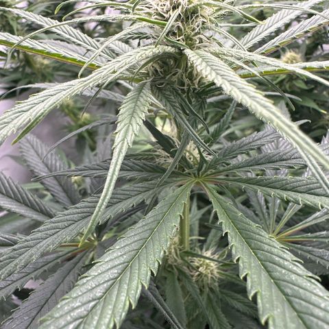 AMG growlog timeline photo