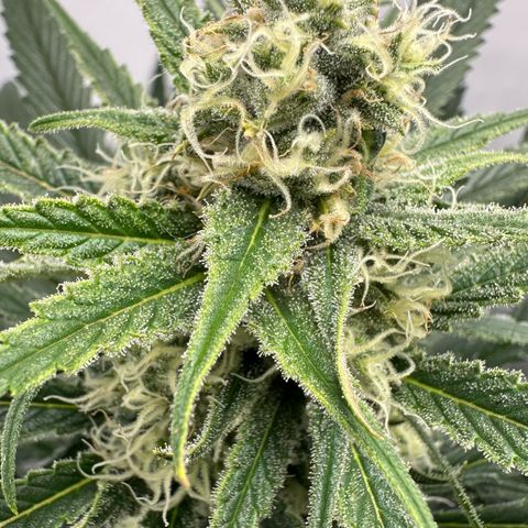 AMG growlog timeline photo