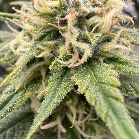 Runtz growlog timeline photo