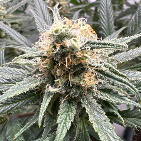 AMG growlog timeline photo