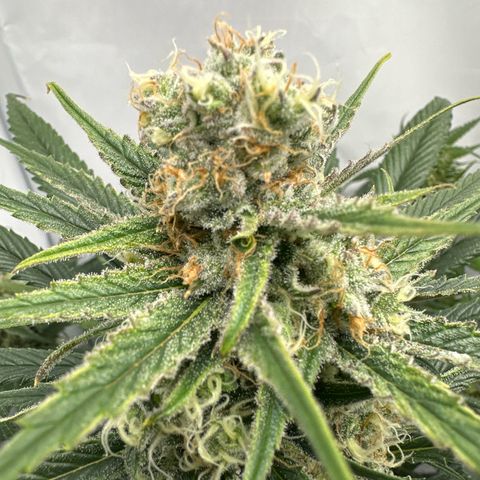 AMG growlog timeline photo