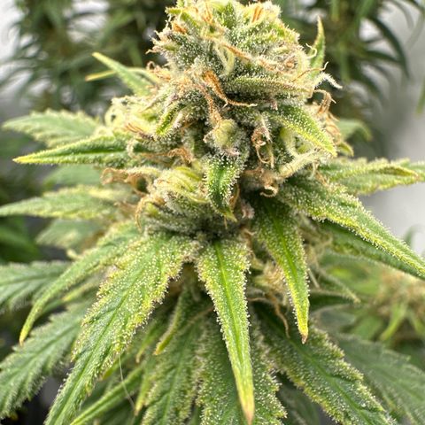 Runtz growlog timeline photo