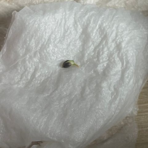 Banana Dady R1 No1 growlog timeline photo