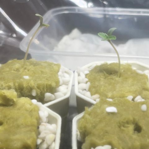 Banana Dady R1 No1 growlog timeline photo