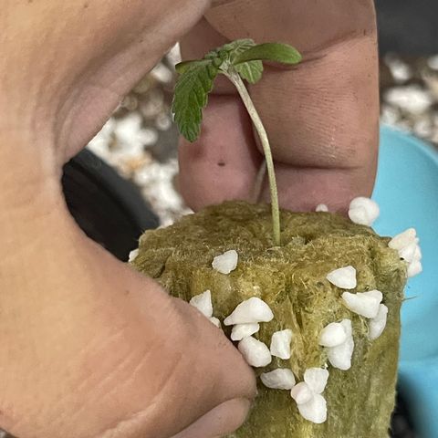 Banana Dady R1 No1 growlog timeline photo