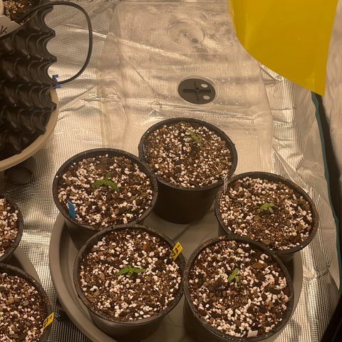 Banana Dady R1 No1 growlog timeline photo