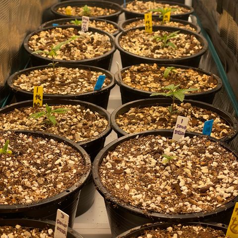 Banana Dady R1 No1 growlog timeline photo