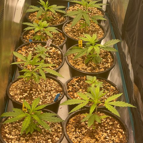 Banana Dady R1 No1 growlog timeline photo