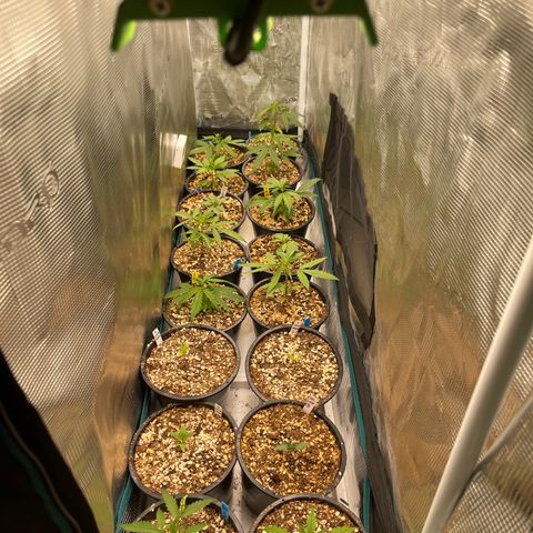 Banana Dady R1 No1 growlog timeline photo
