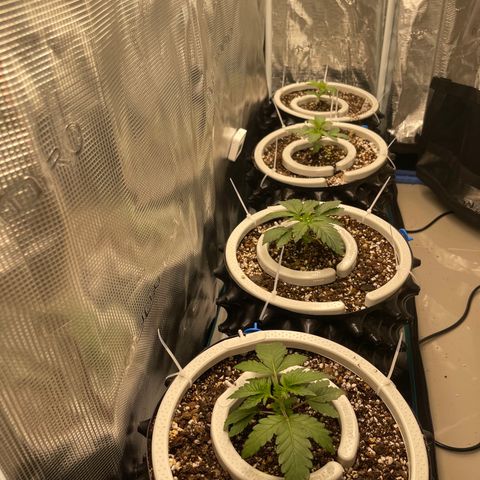 Banana Dady R1 No1 growlog timeline photo