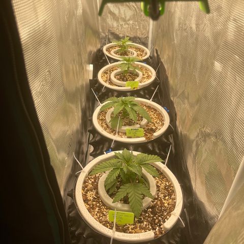 Banana Dady R1 No1 growlog timeline photo