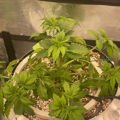 Banana Dady R1 No1 growlog timeline photo