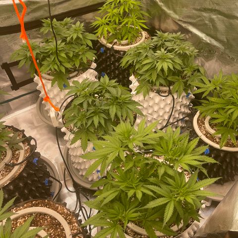Banana Dady R1 No1 growlog timeline photo