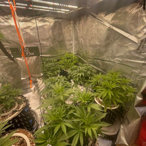 Banana Dady R1 No1 growlog timeline photo