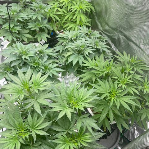 Banana Dady R1 No1 growlog timeline photo