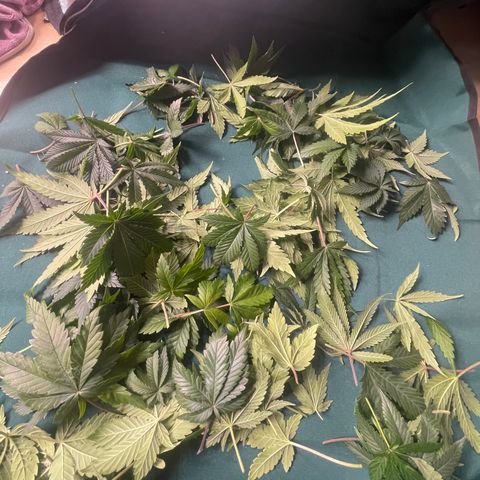 Banana Dady R1 No1 growlog timeline photo