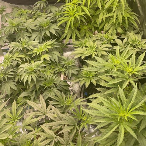 Banana Dady R1 No1 growlog timeline photo