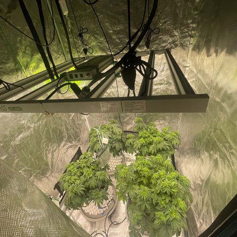 Banana Dady R1 No1 growlog timeline photo