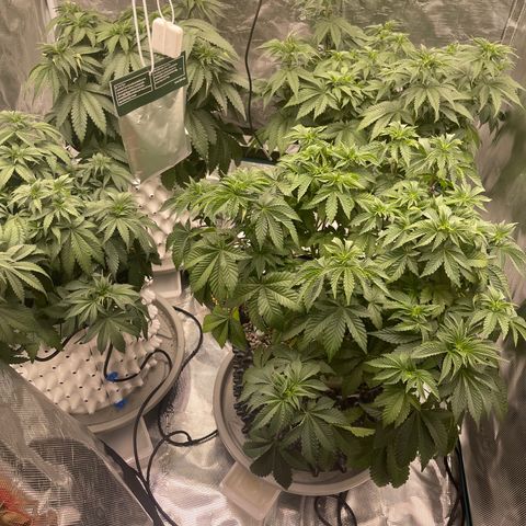 Banana Dady R1 No1 growlog timeline photo