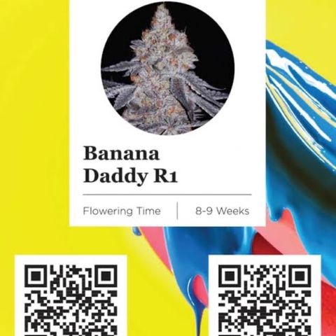 Banana Dady R1 No1 growlog timeline photo