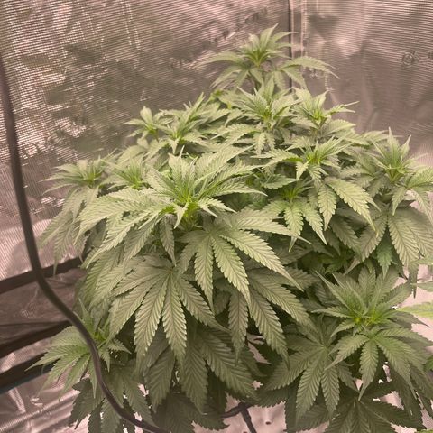 Banana Dady R1 #B1 growlog timeline photo