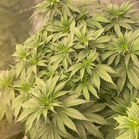 Banana Dady R1 #B1 growlog timeline photo