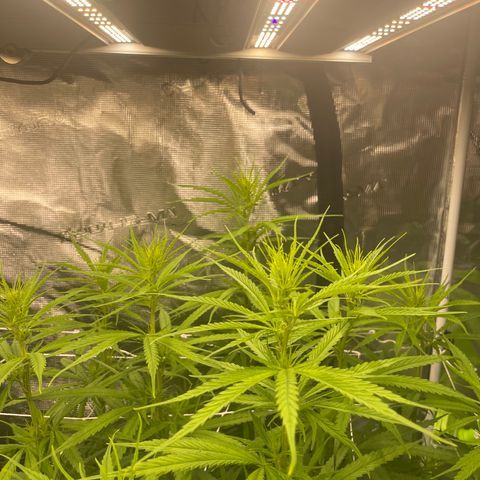 Sour Desel #DF growlog timeline photo