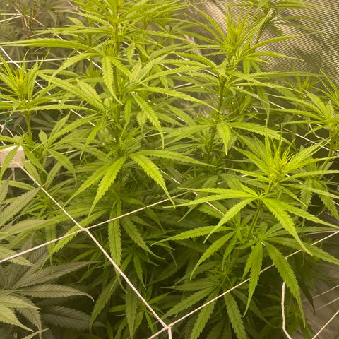 Sour Desel #DF growlog timeline photo