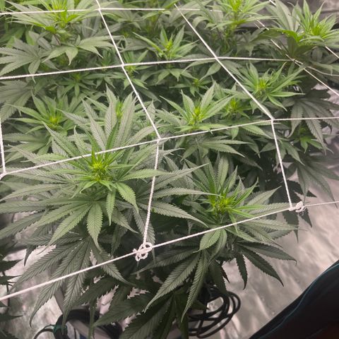 Sour Desel #D lst growlog timeline photo