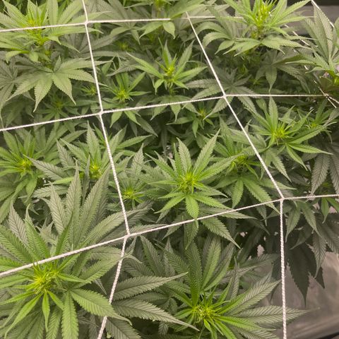 Sour Desel #D lst growlog timeline photo