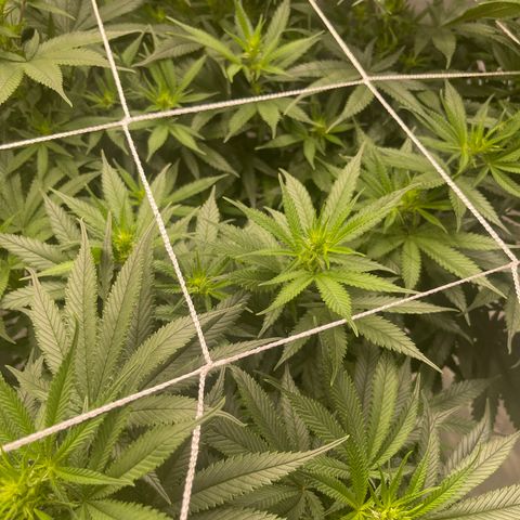 Sour Desel #D lst growlog timeline photo
