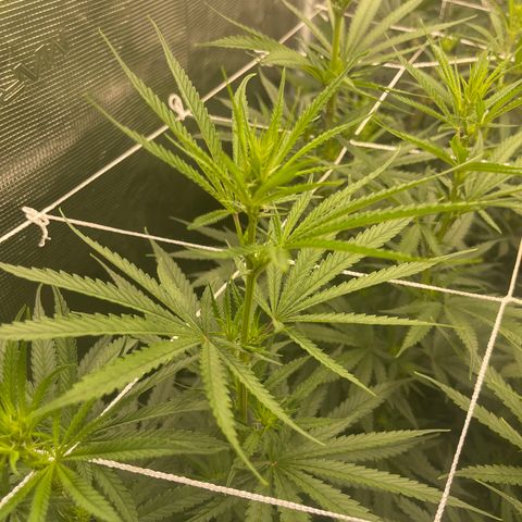 Sour Desel #Ds growlog timeline photo