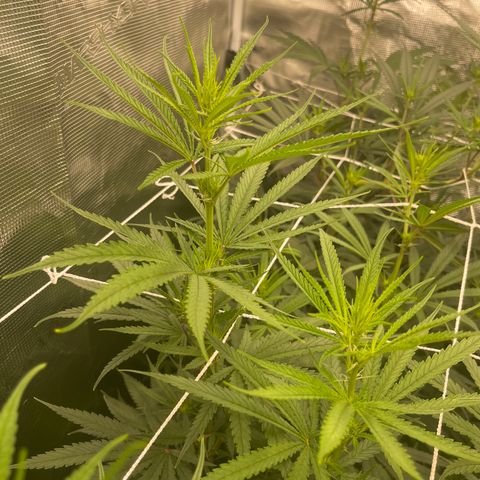 Sour Desel #Ds growlog timeline photo