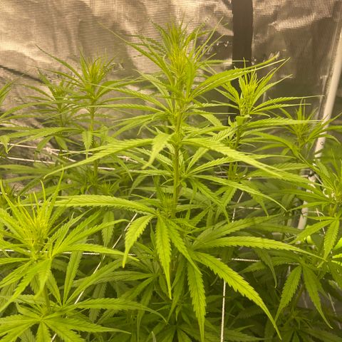 Sour Desel #DF growlog timeline photo