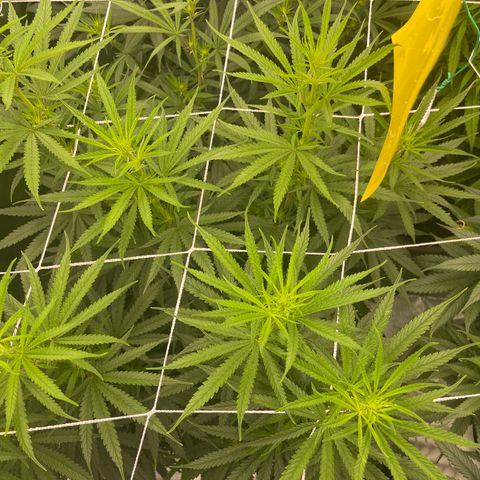 Sour Desel #Ds growlog timeline photo