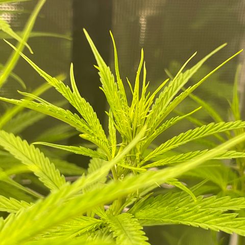 Sour Desel #DF growlog timeline photo