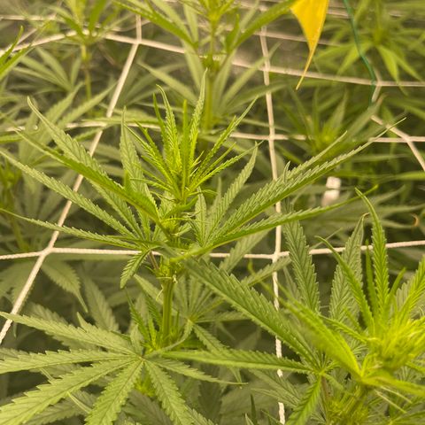Sour Desel #Ds growlog timeline photo