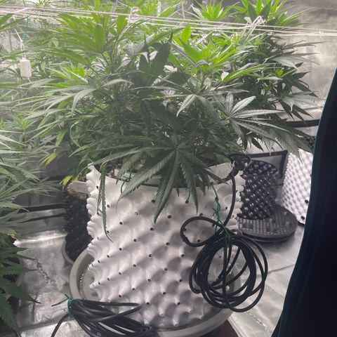 Sour Desel #D lst growlog timeline photo