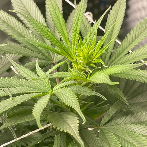 Sour Desel #D lst growlog timeline photo