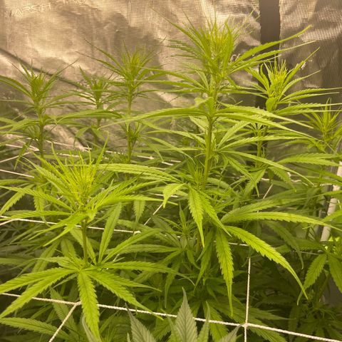 Sour Desel #DF growlog timeline photo