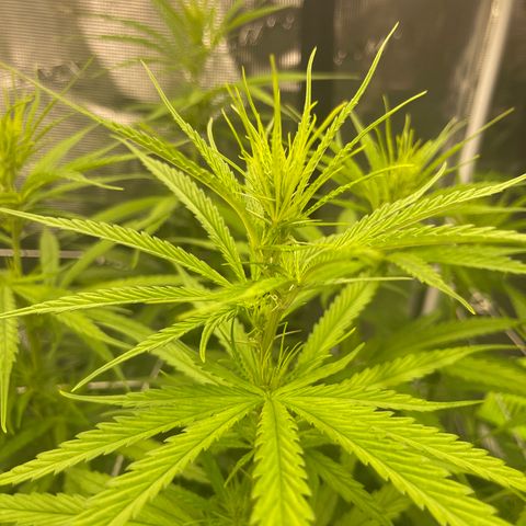 Sour Desel #DF growlog timeline photo