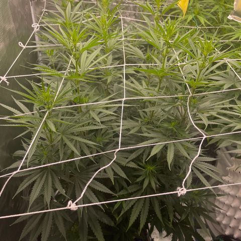 Sour Desel #Ds growlog timeline photo