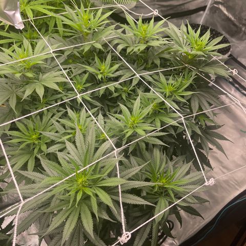 Sour Desel #D lst growlog timeline photo