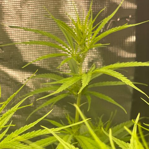 Sour Desel #DF growlog timeline photo