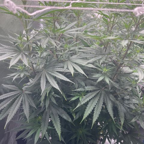 Sour Desel #Ds growlog timeline photo
