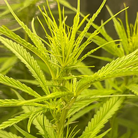 Sour Desel #DF growlog timeline photo