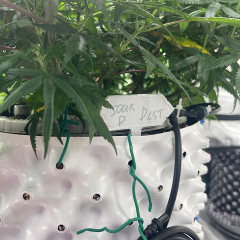 Sour Desel #D lst growlog timeline photo