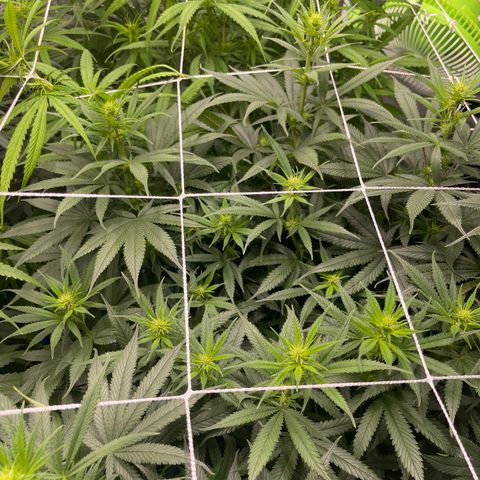 Sour Desel #D lst growlog timeline photo